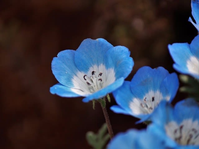 青い花 ネモフィラ Atakaの趣味悠久