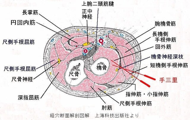 21年6月のブログ記事一覧 現代医学的鍼灸治療