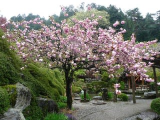 合掌村の桜