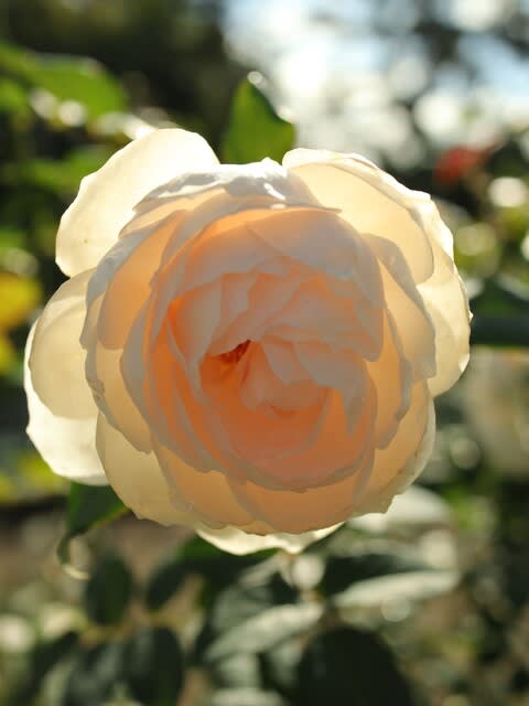 たおやかな白のカップ咲きのバラ ローズマリー 秋バラ シリーズ 068 野の花 庭の花