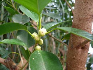 ガジュマル 榕樹 Peaの植物図鑑