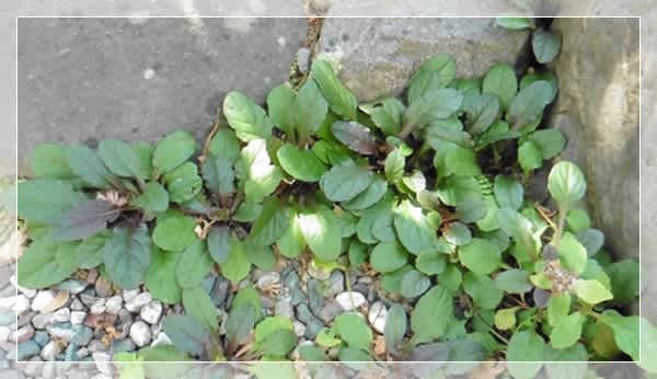 玄関の扉の取っ手が熱すぎる あちこち散歩みち