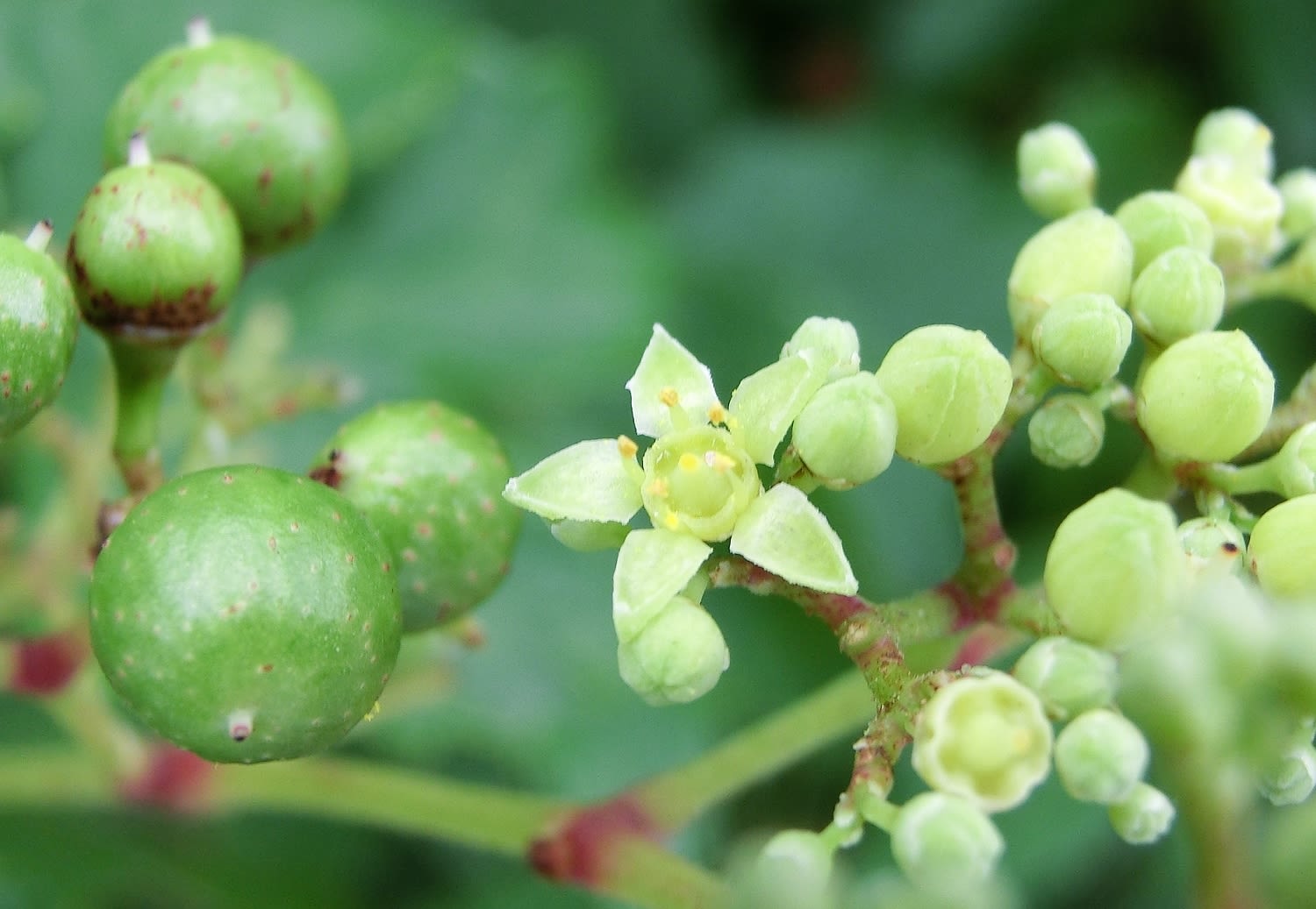 ノブドウ 野葡萄 ブドウ科 ひげ爺さんのお散歩日記 ノブドウ 野葡萄 ブドウ科 ひげ爺さんのお散歩日記