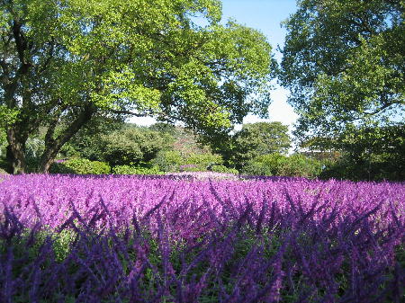 園内は紫の花でいっぱい
