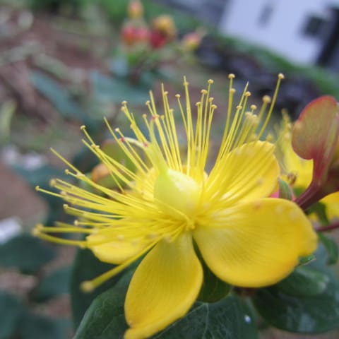 今日の散歩 トリカブト イワシャジン ヒペリカム ヒペリカム ウインターコスモス お花が好き ぼおっと眺める草木との時間を記録して