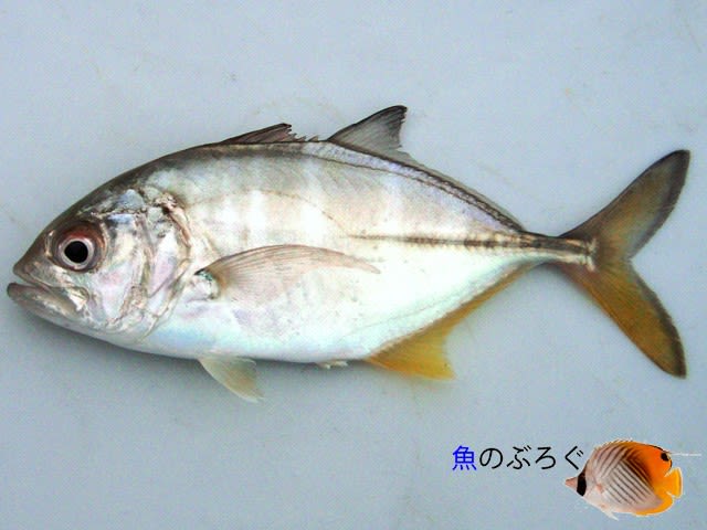 宮崎での魚採集4 魚のぶろぐ