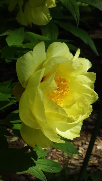 ボタン 百家の王 万花の王と称される日本の花の女王は５月１７日の誕生花 Aiグッチ のつぶやき