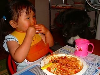 恐怖のミートソース スパゲッティー 犬と猫と私