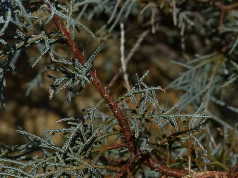 アリゾナイトスギ ブルーアイス Hayashi No Ko