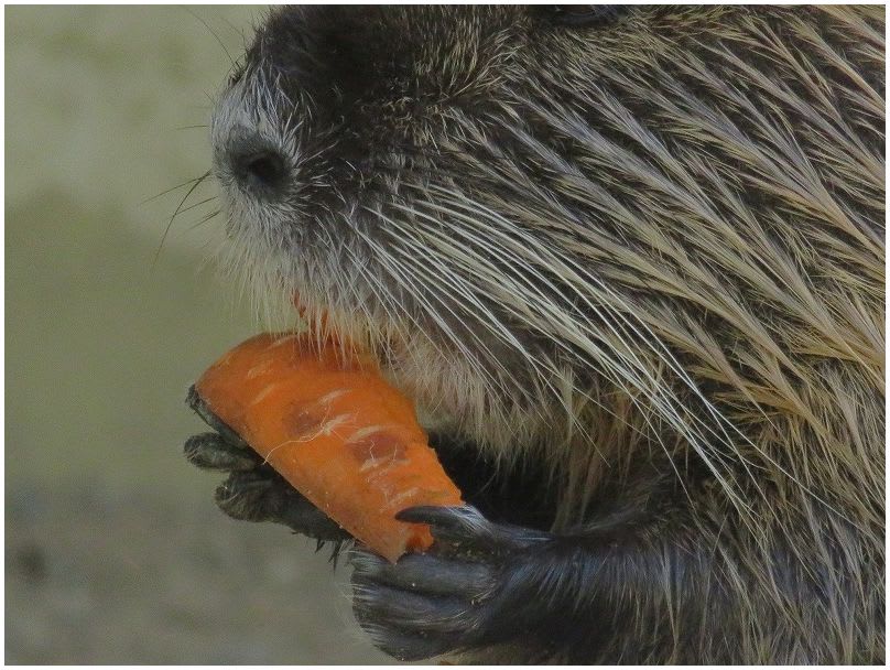 ヌートリア 水泳ぎ得意 大型のネズミ 16 ７月２６日 ベゴさんのロッキング