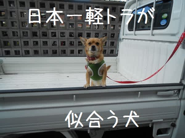 軽トノ野郎 獰猛愛玩犬 軽トノ野郎 獰猛愛玩犬