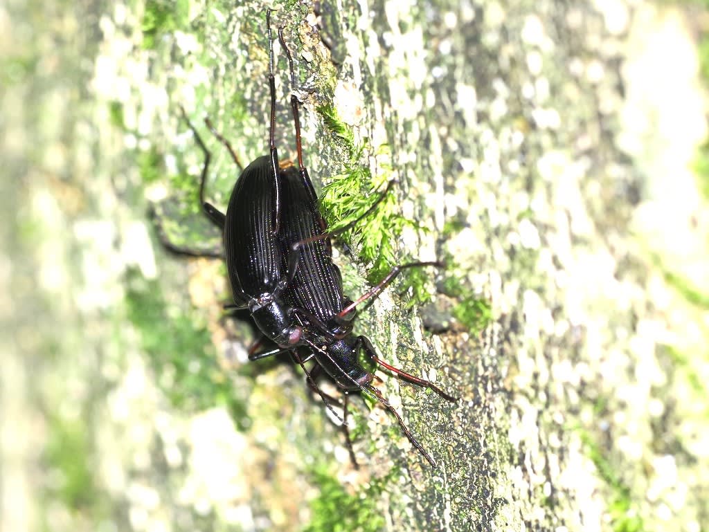 キマワリの仲間 てんとう虫の歳時記 2