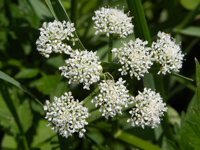 小さな白い花が集まって咲くセリの花 多摩の自然 写真散歩
