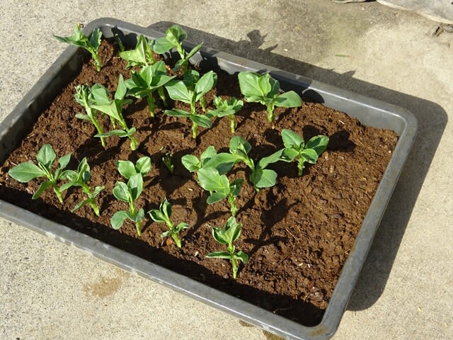屋外に放置してあったそら豆の発芽実験を終えた苗をポリポットに植え替えました ヒロシの日記