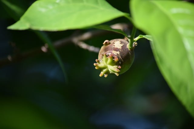 蝋梅の実がなった 食べられるかな ｎｐミドリの活躍