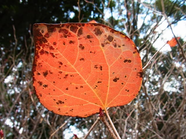 マルバノキ 丸葉の木 好みは葉 それとも花 4 むかごの日記