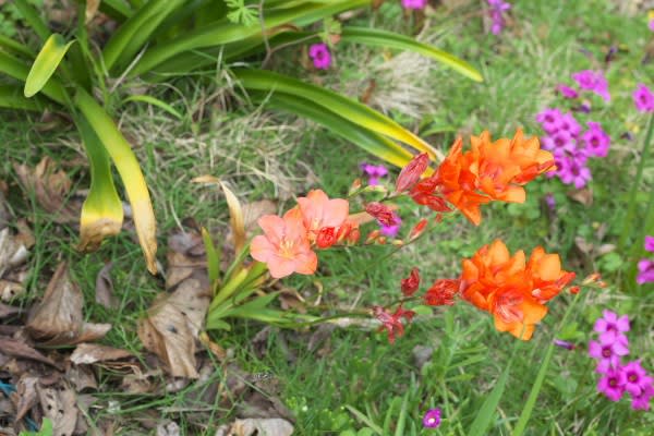 トリトニア フリージアと見まがう鮮烈で鮮やかな色の花は6月2日の誕生花 Aiグッチ のつぶやき