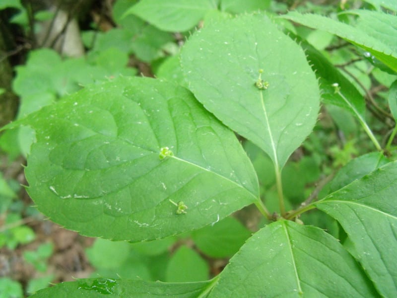 Dscf2757 Dscf2757