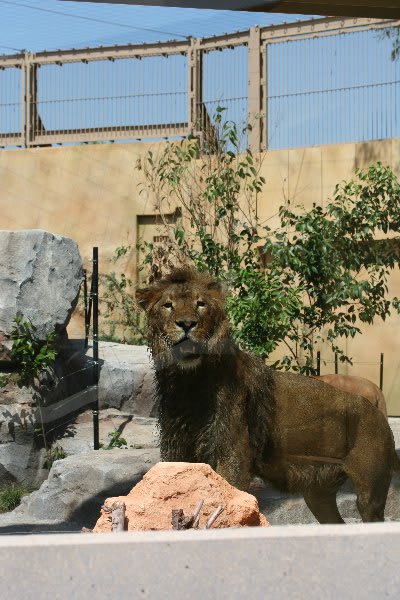 ライオンが目の前に迫ってくる 新ライオン舎が19日オープン 東武動物公園 宮代now 出来事編