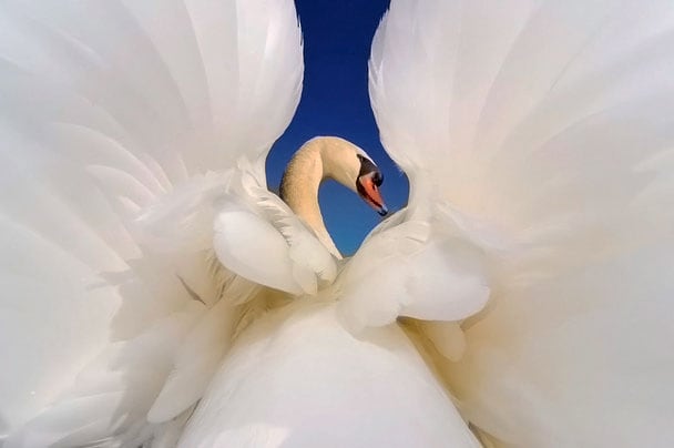 白鳥の美しいポーズ 清水正廣のバードカービング アート