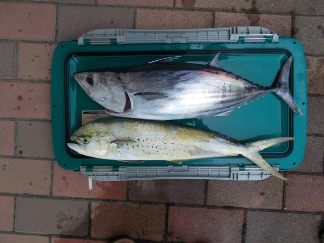 葉山 隠居丸 カツオ マグロ釣り Koma大明神