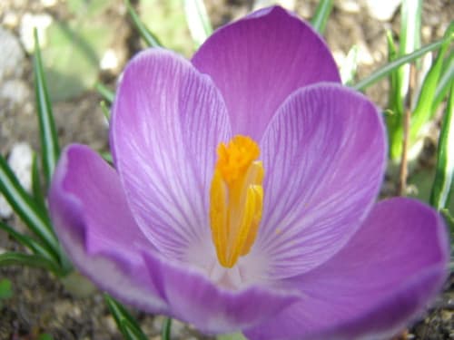 紫系のクロッカス ヴェルヌス Crocus Vernus の花 モノトーンでのときめき
