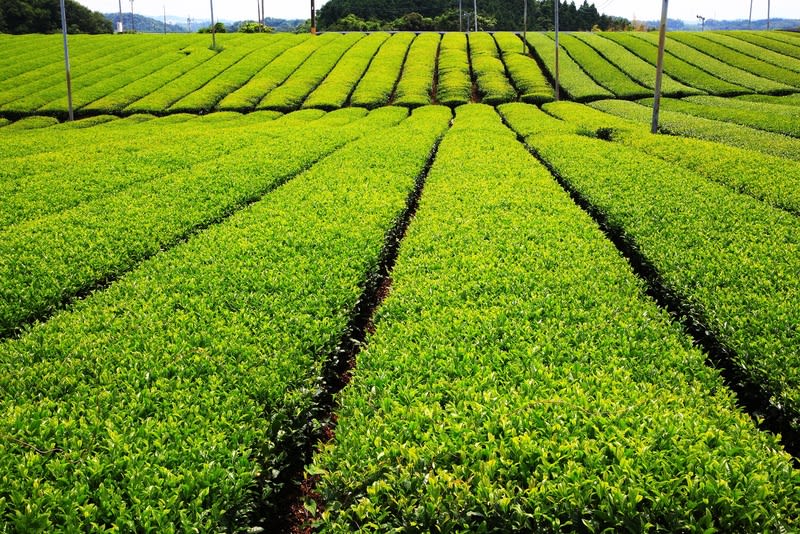 茶畑 Amazon.co.jp: 荒畑園 大地の詩 極上 100g 新茶 2025 静岡産