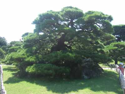 栗林公園 鶴亀松(百石松)