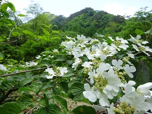 白い花咲く６月の野山 信州自由人