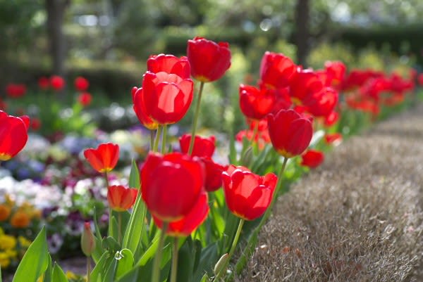 チューリップの赤花 愛情を表すこの花は1月31日の誕生花 Aiグッチ のつぶやき