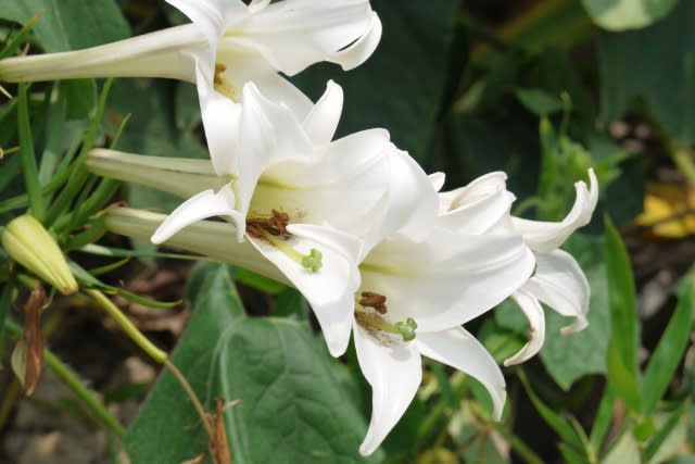 テッポウユリ ユリ科 野生化が進み どこでも見られる真っ白なユリの花です Country知多 花と野鳥と家庭菜園の写真日記