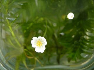水草 アナカリス の花 のばしろうさぎのブログ 写真で紹介