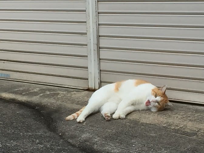 頑張る地域猫さん 舌をぺろり ゆるだら