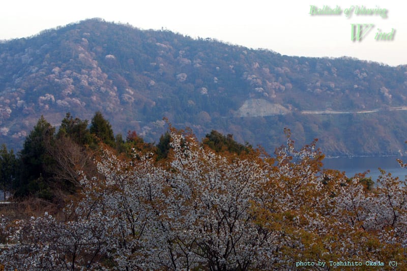 常神半島神子の山桜 吹いている 風のバラード Ballade Of Blowing Wind