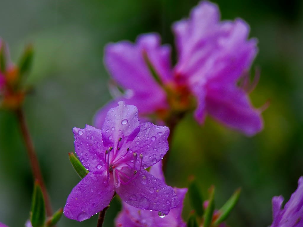 雨の林道で①の画像