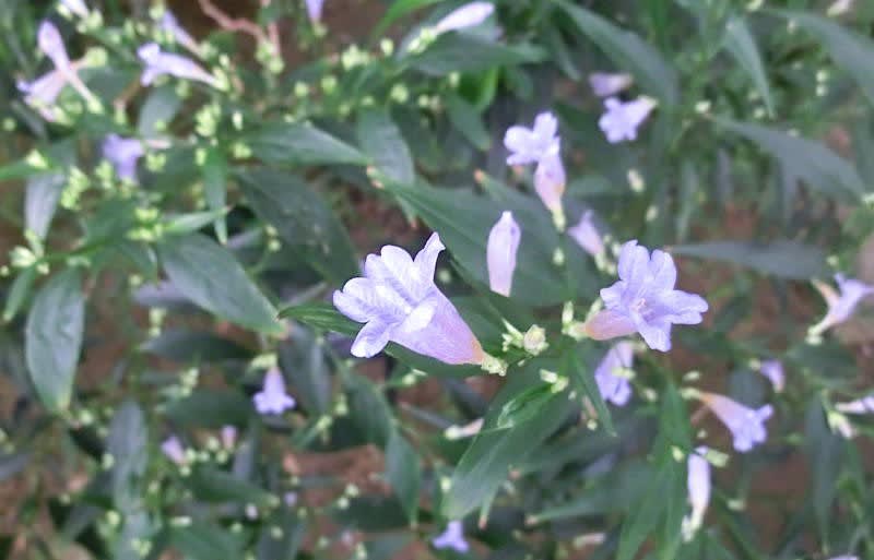 ストロビランテス アニソフィルスの花は ブーケ
