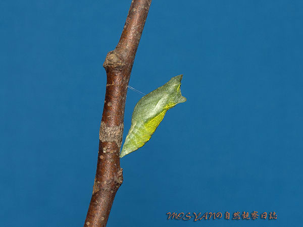 緑色の蛹と茶色の蛹 Mos Yanの自然観察日誌