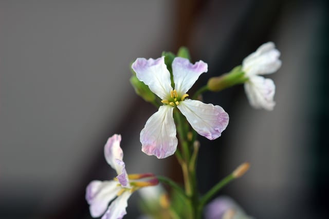 ダイコン（の花）