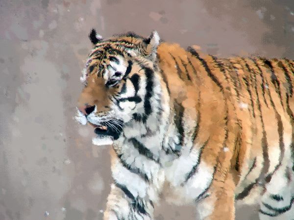 年賀状の季節 虎の画像を書かせてみました 旭山動物園画廊