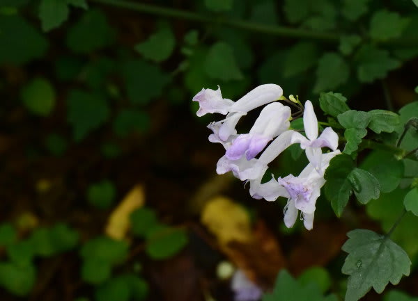 スウェーデンアイビー ジージのドイツ花便り スウェーデンアイビー ジージのドイツ花便り