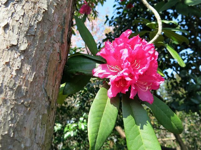 木立性シャクナゲ