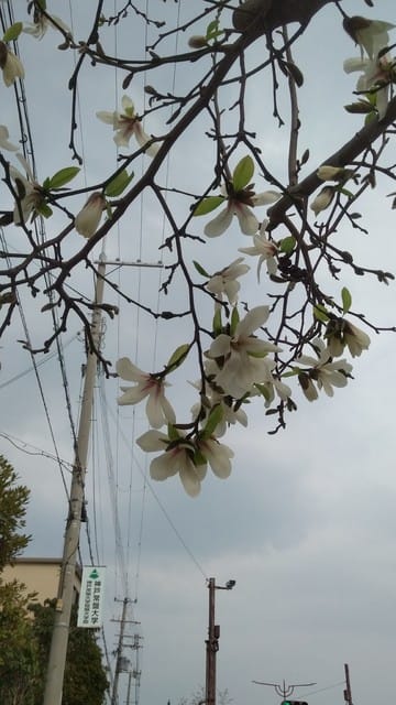 コブシとハクモクレン 神戸 観音山 サンタさんの草花