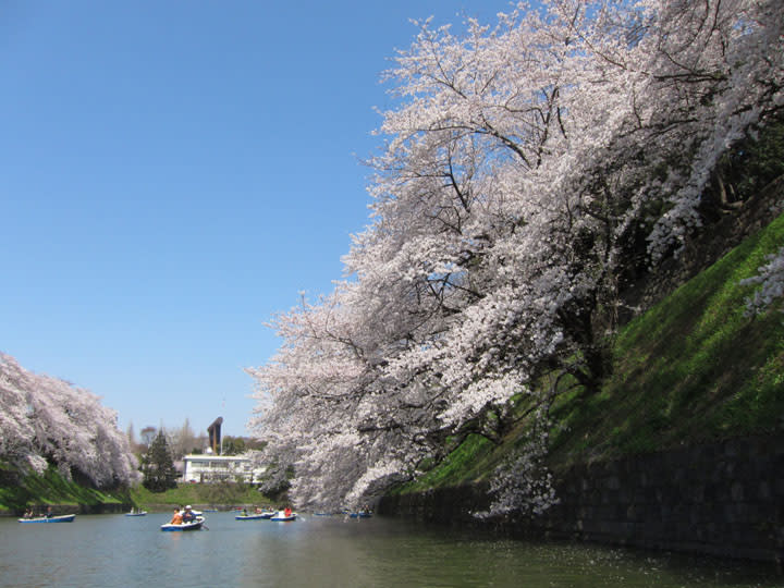 千鳥ヶ淵 ボート 桜