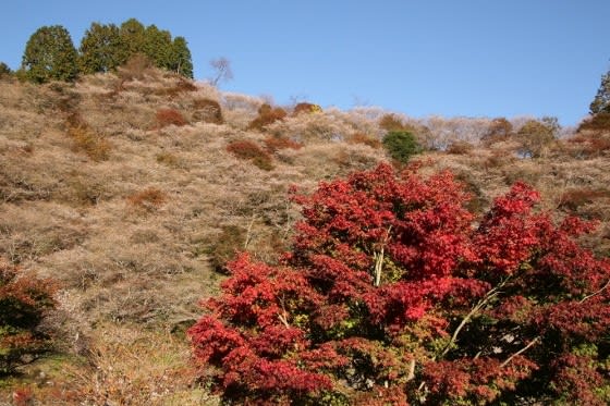 小原四季桜その1 川見四季桜の里と薬師寺 人生散策日記 小原四季桜その1 川見四季桜の里と薬師寺 人生散策日記