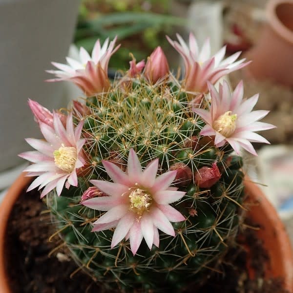 自宅の花 21 3 15 ゆめこが虫を撮る 自宅の花 21 3 15 ゆめこが虫を撮る