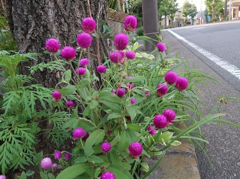 バス通りに咲いた千日紅 ぶな太の四季折々