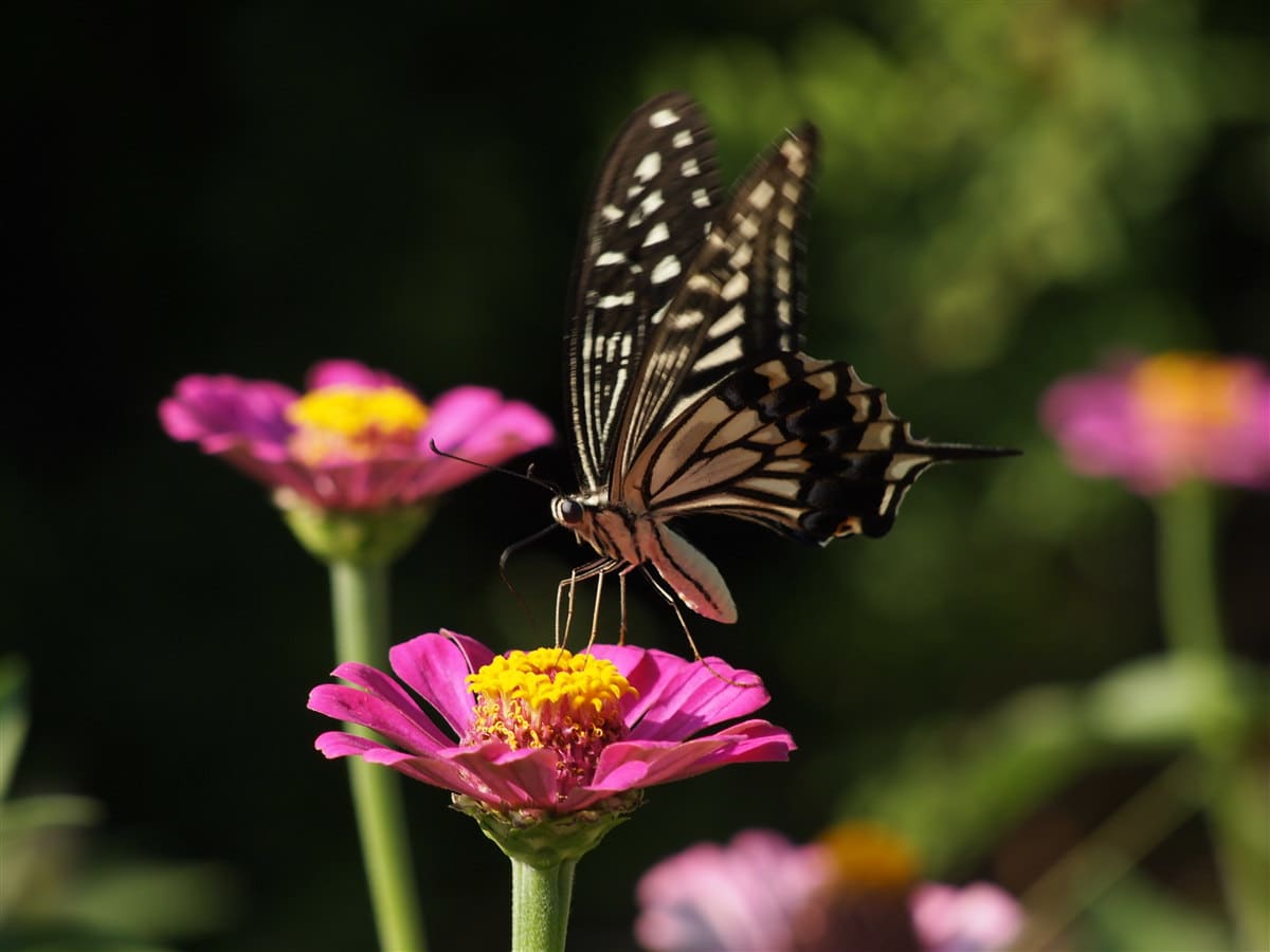 わが家に咲く花たち　～その２～の画像