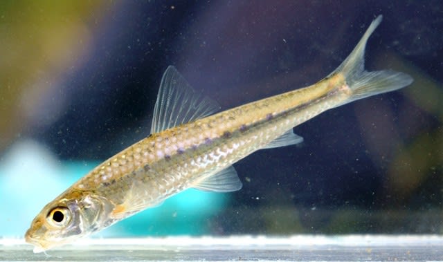 私魚人(あいうおんちゅ)~定年親父の魚三昧:タナゴ仕掛けとガサで出会った魚たち~