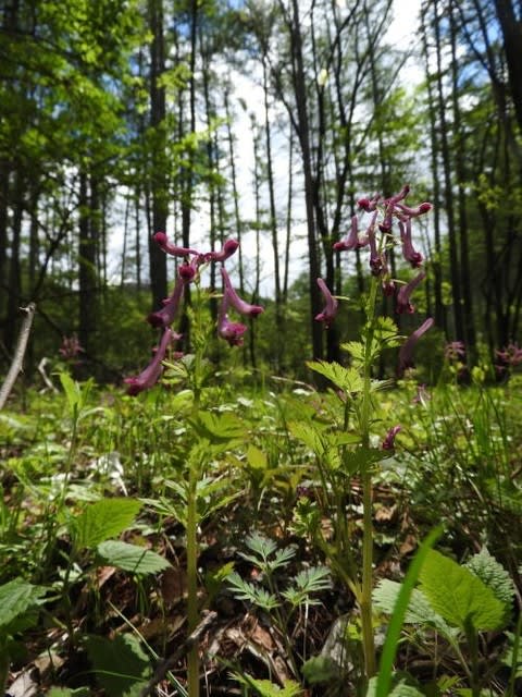 高ボッチ高原・鉢伏山で最近咲いている花　ムラサキケマン（紫華鬘）