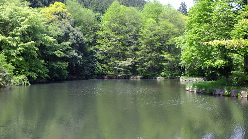 原生の森公園の池